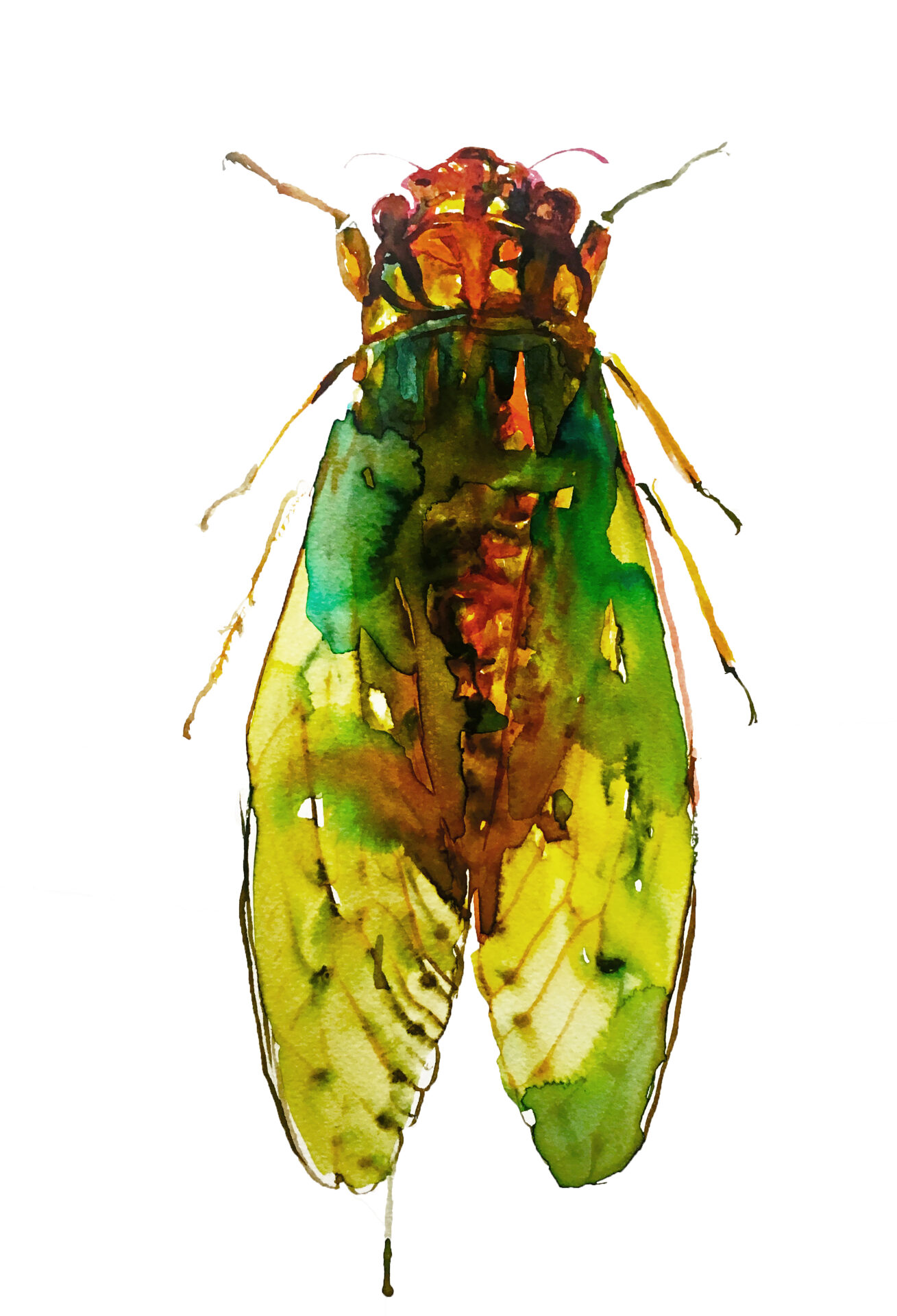 Green Cicada is part of my watercolour series.