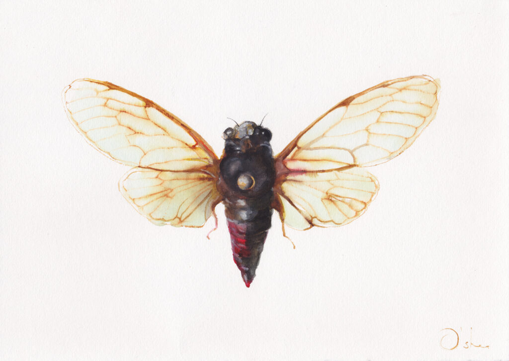 cicada watercolour
