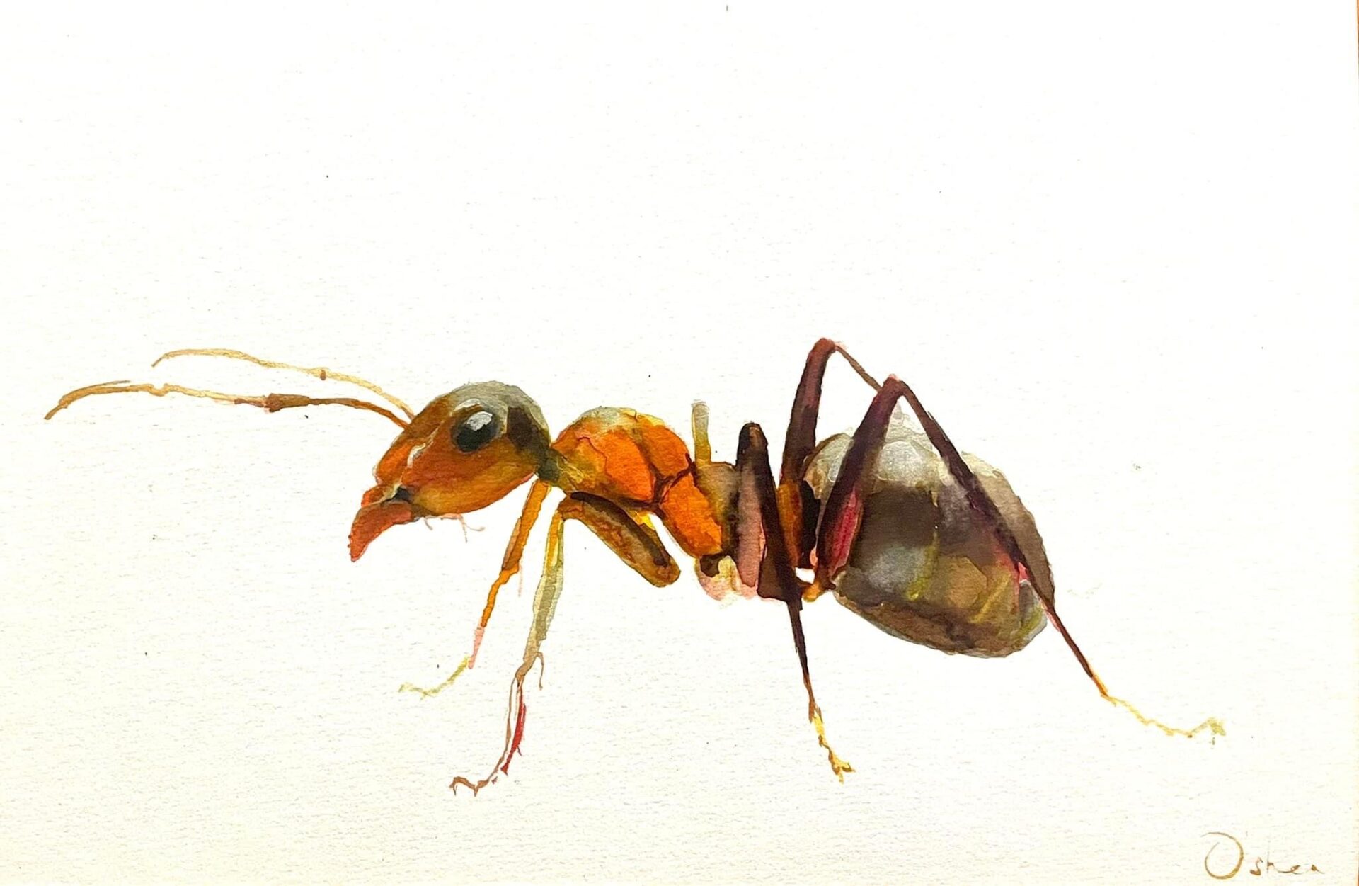 watercolour ant